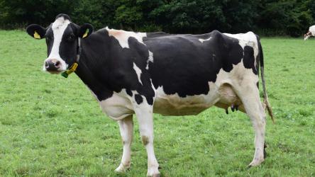Vaca